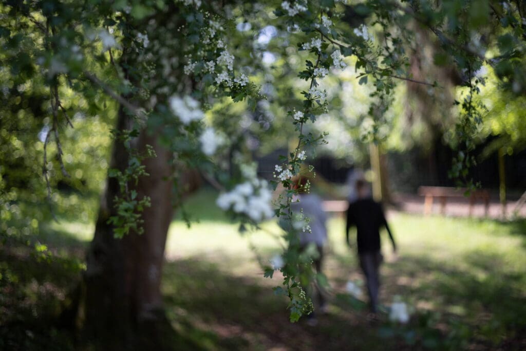 a flowering tree in the forest with white flowers and two people walking out of focus in the background